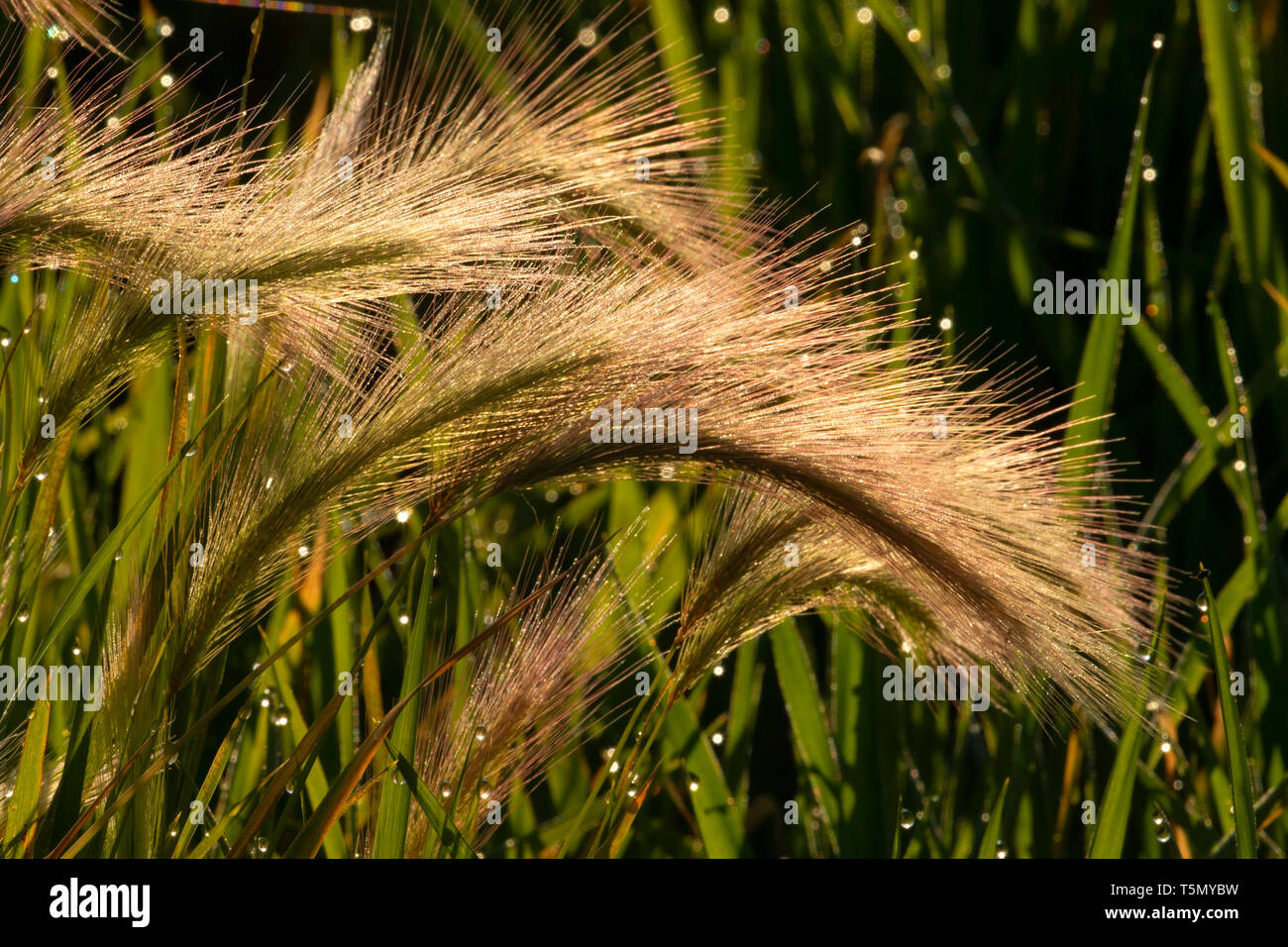 Sétaire verte herbe, San Joaquin River National Wildlife Refuge, en Californie Banque D'Images