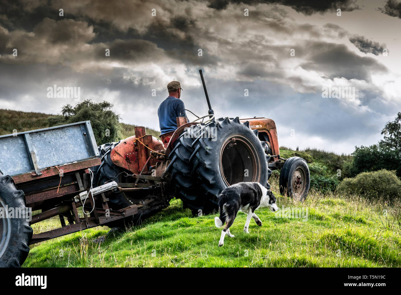 Wheeler et double faithfull collie Banque D'Images