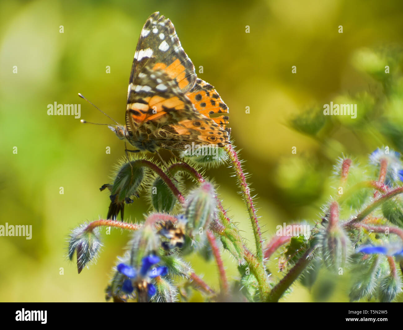 Libre d'une belle dame papillon avec ses ailes partiellement ouvert perché sur une plante en fleurs de bourrache bleue. Banque D'Images