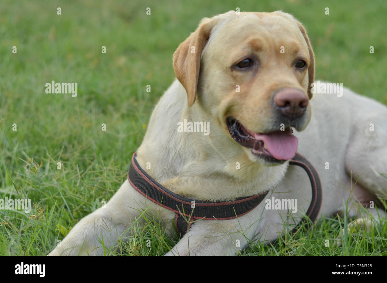 Innocent mignon labrador retriever dog sitting in a park Banque D'Images