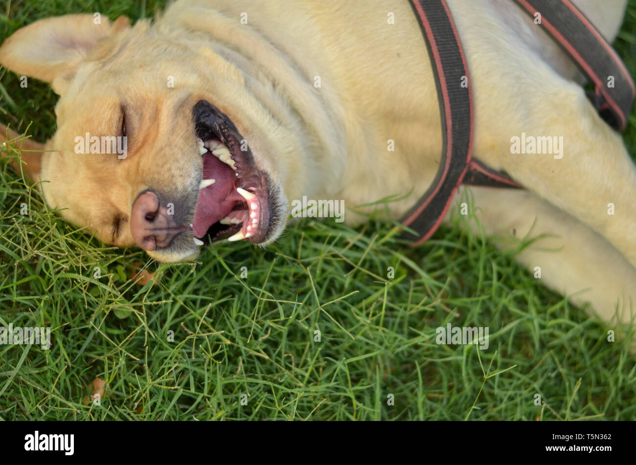 Funny golden labrador retriever dog rire et de matériel roulant et de jouer sur l'herbe découvrant ses dents Banque D'Images