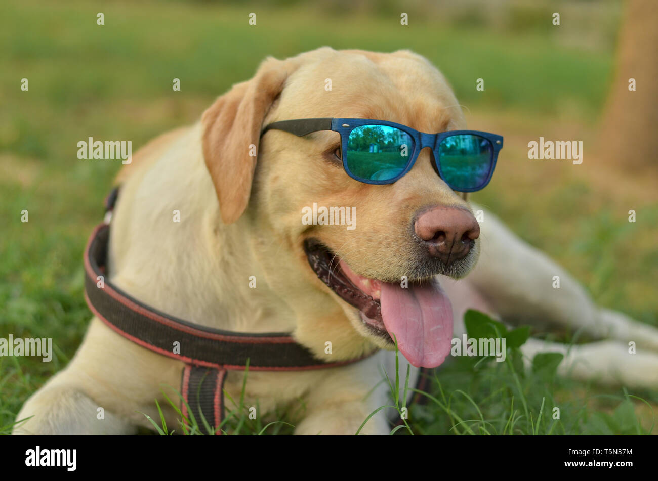 Funny golder labrador retriever avec lunettes bleu en été Banque D'Images