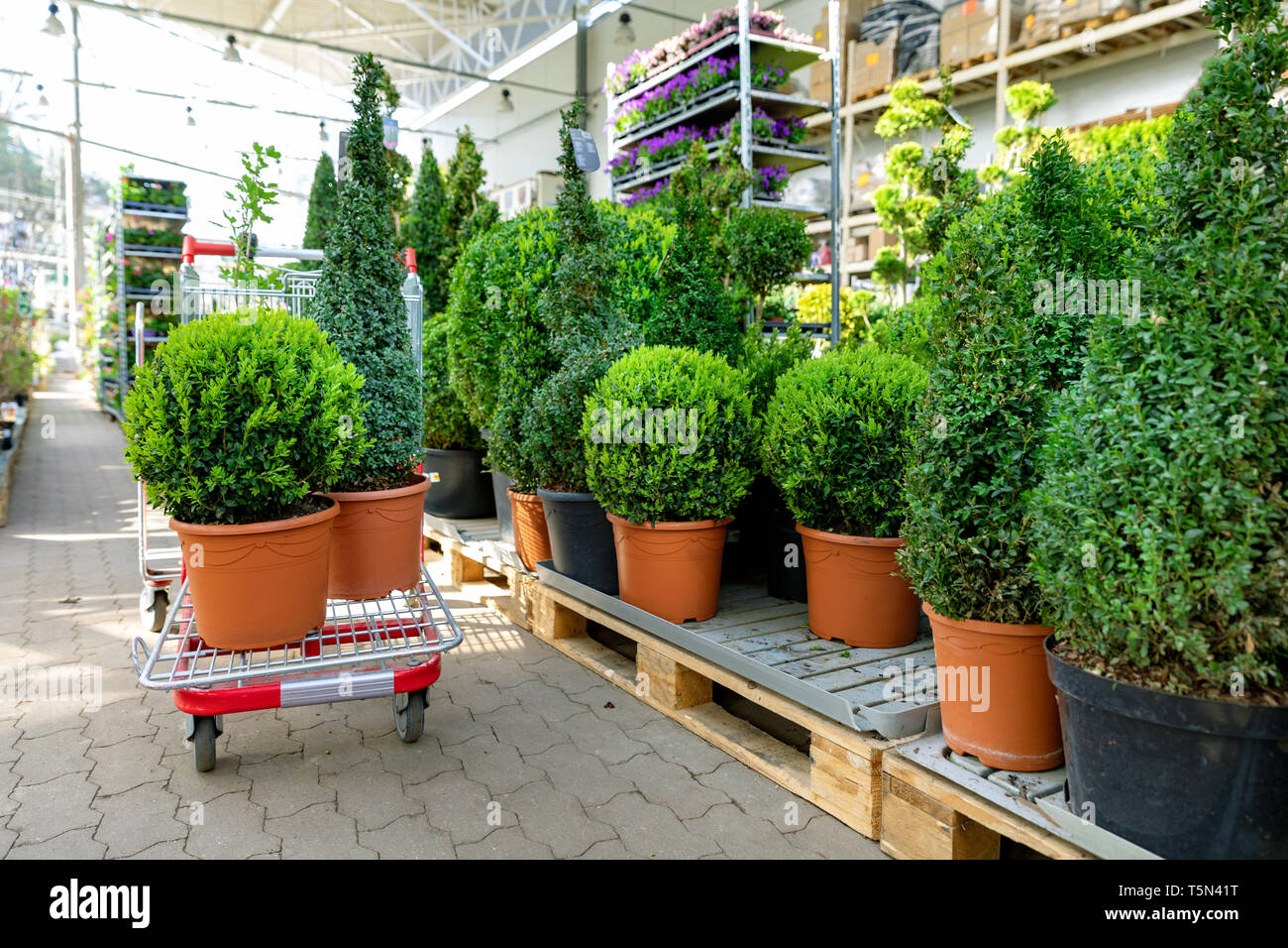 Le choix de plantes ornementales au garden centre Banque D'Images