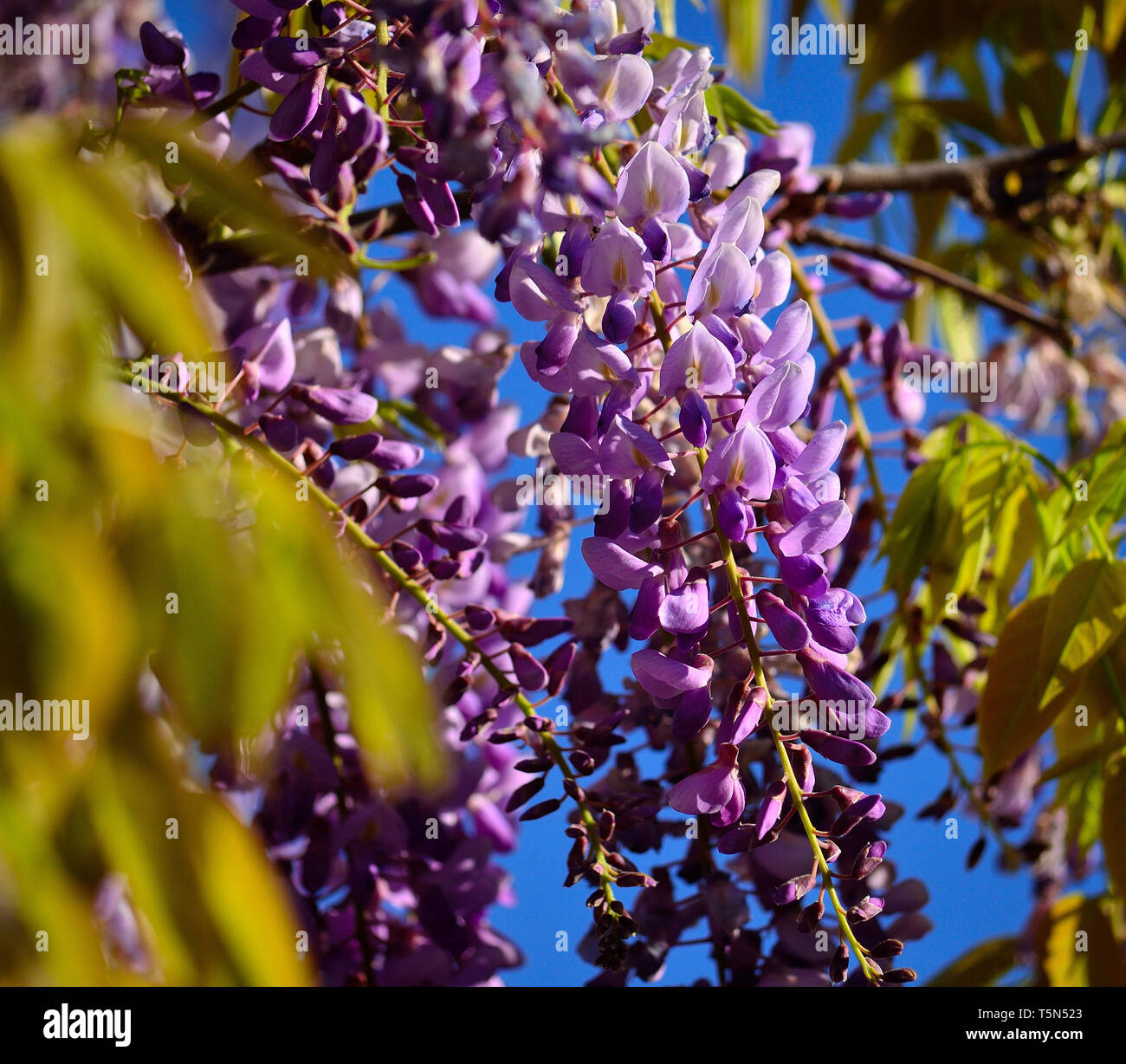 Avec de magnifiques grappes de fleurs entre les feuilles vertes, Glycines Banque D'Images