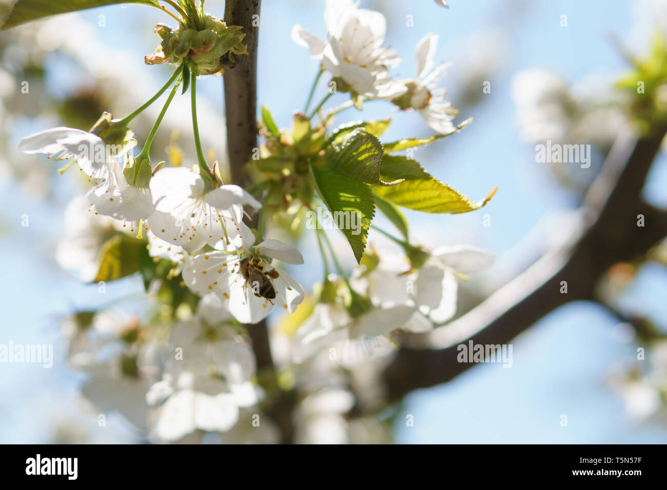 Un arbre plein de cerisiers en fleurs et d'insectes : Le printemps en Allemagne Banque D'Images