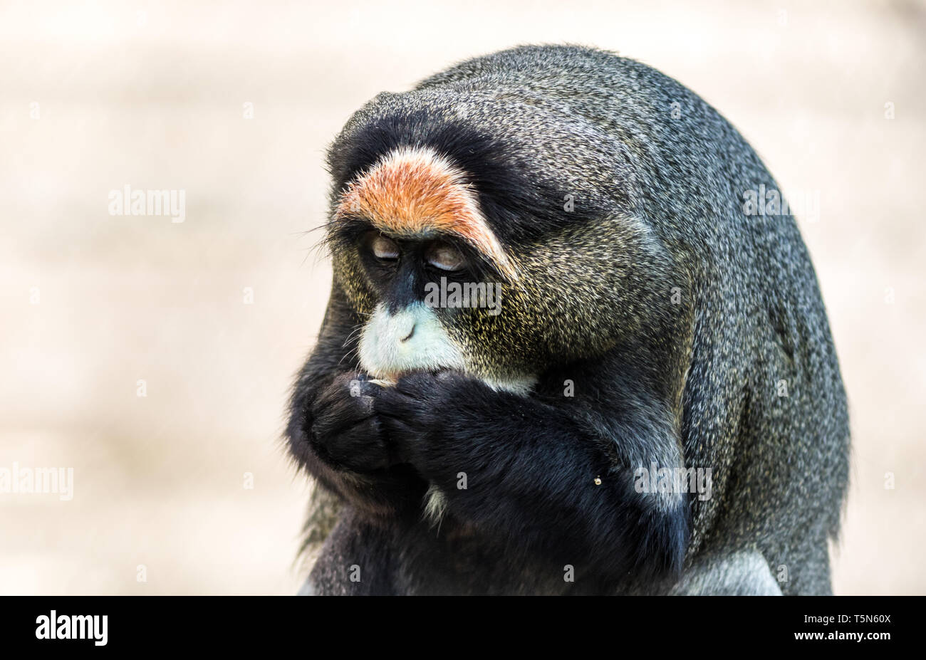 De Brazza Cercopithecus neglectus du singe, primates, une belle fourrure distinctive avec. Portrait d'animaux, drôle de visage Banque D'Images