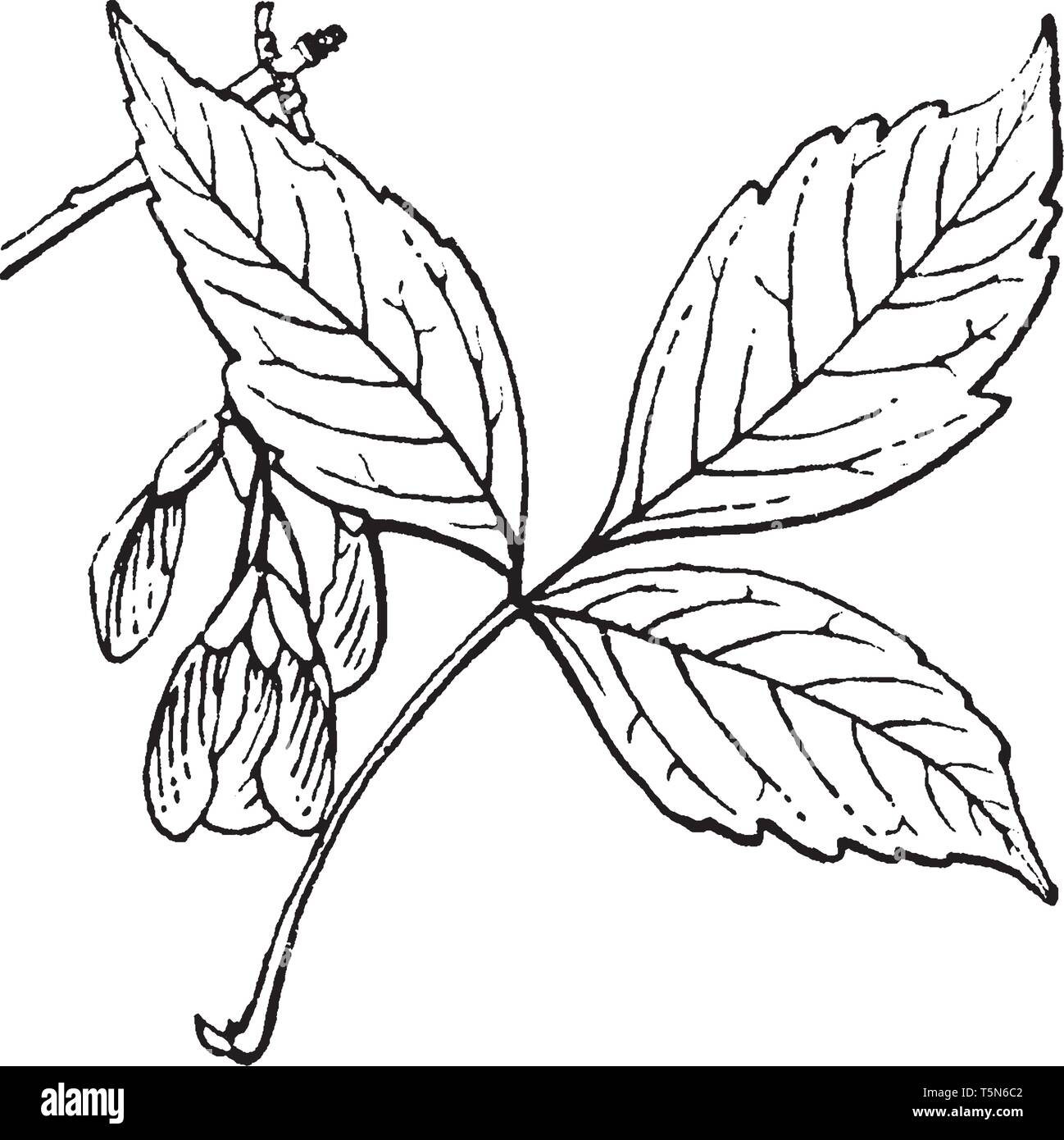 Il s'agit d'une image de tracts. Généralement trois folioles. Folioles est une des divisions d'une feuille composée et une place très importante, la ligne vintage crantée Illustration de Vecteur