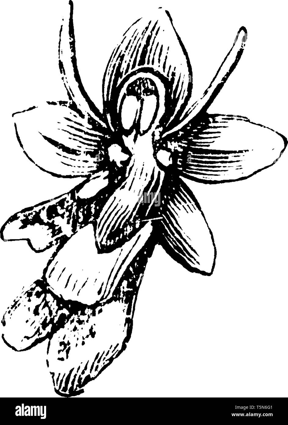 Orchis mouche est une espèce d'orchidée. Les fleurs sont de couleur brun-rouge à lèvres, veloutée et sur le dessus il y a deux petits pétales brun rouge, vintage ou dessin de ligne engravi Illustration de Vecteur