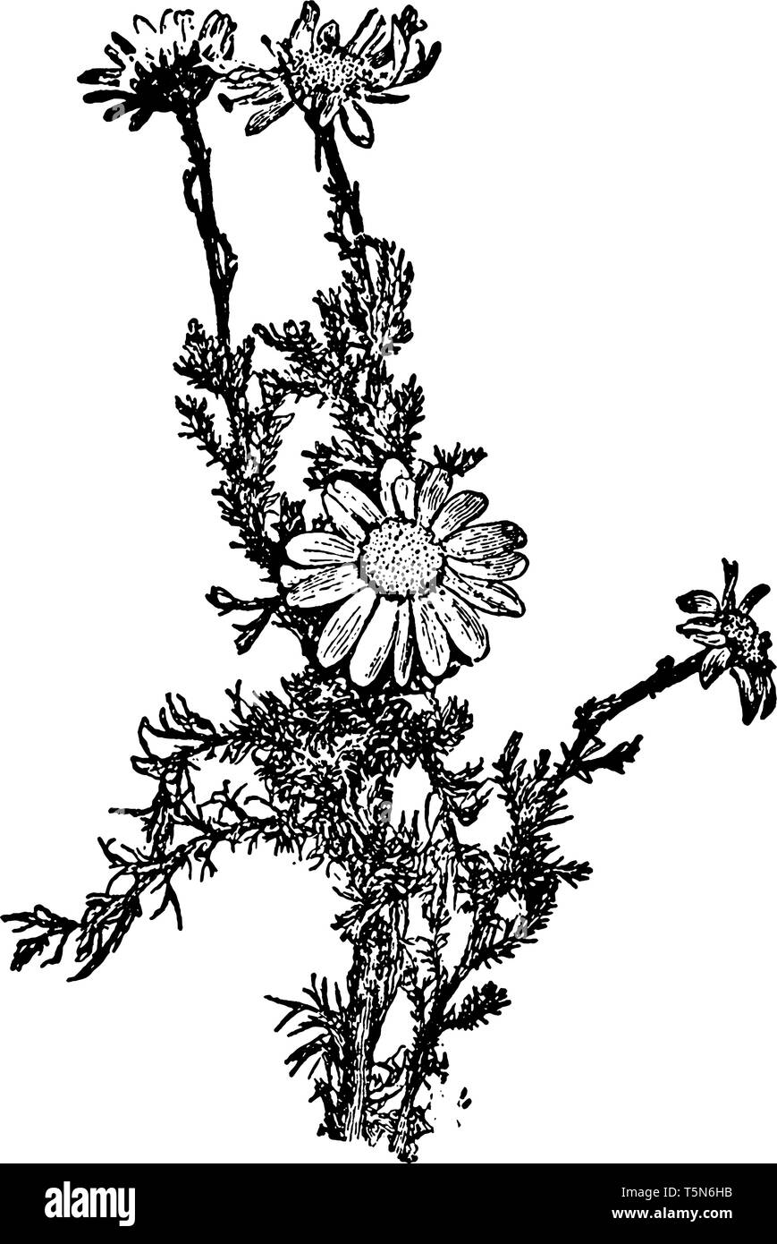 La camomille est l'un des plus populaires plantes médicinales sauvages. Il est connu sous le nom de camomille allemande, vintage dessin ou gravure illustration. Illustration de Vecteur