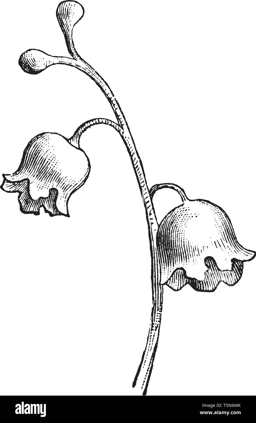 Fleur de lys sont petites. Ses fleurs sont en forme de cloche, et ces fleur accrochée à la tige, vintage dessin ou gravure illustration. Illustration de Vecteur