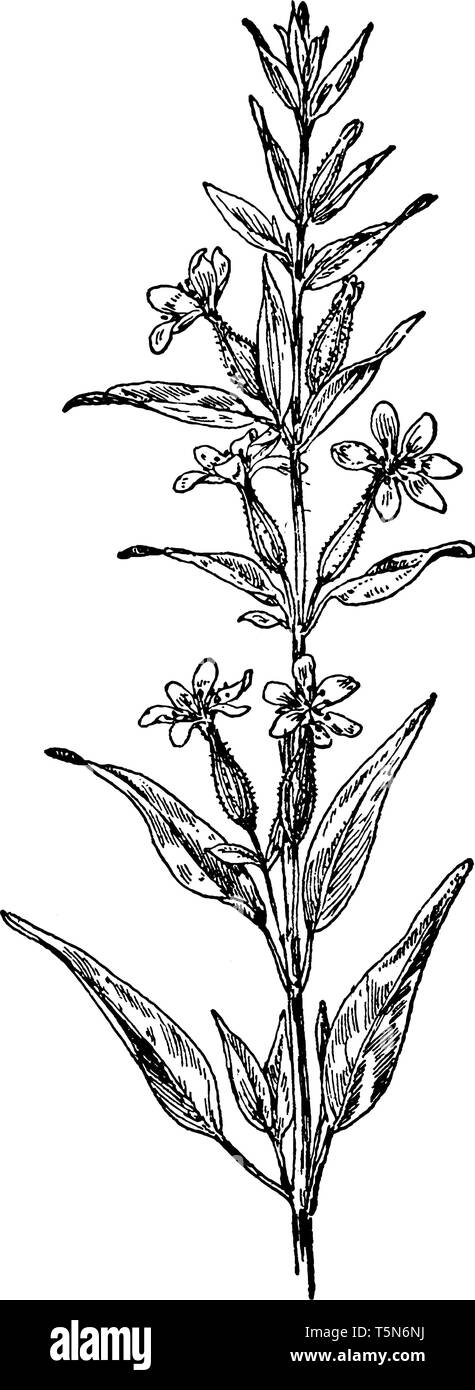 Il s'agit d'un rameau en fleurs de Cuphea moite. Il a des feuilles simples. Les fleurs sont bleu au violet ; pétales de couleur rose à rouge, vintage ou dessin de ligne en Illustration de Vecteur