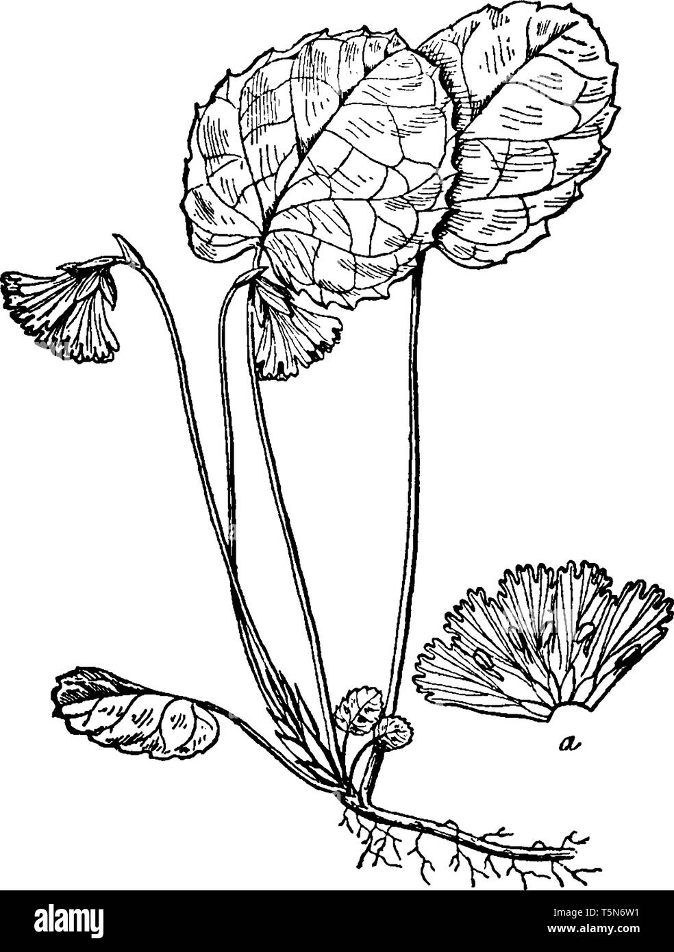 La fleur d'Oconee Bells a 5 pétales qui sont de couleur blanche à rose-mauve. La fleur sur le hoche habituellement scape. La marge des pétales peuvent être découpées Illustration de Vecteur