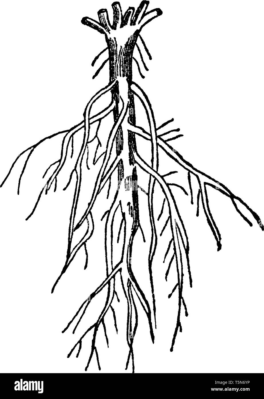 Une photo de ramification des racines qui sont subdivisées dans la terre de la même manière que les divisions de la tige et sont trouvés dans les arbres et arbustes o Illustration de Vecteur