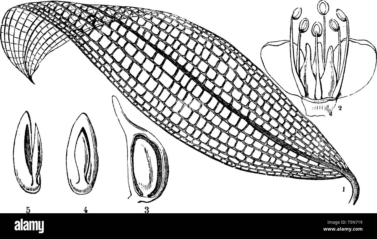 Arrowgrass est une vivace qui a vert-foncé, charnues, demi-rond, comme les feuilles de graminées qui poussent à partir de la base de la plante, vintage dessin ou e Illustration de Vecteur