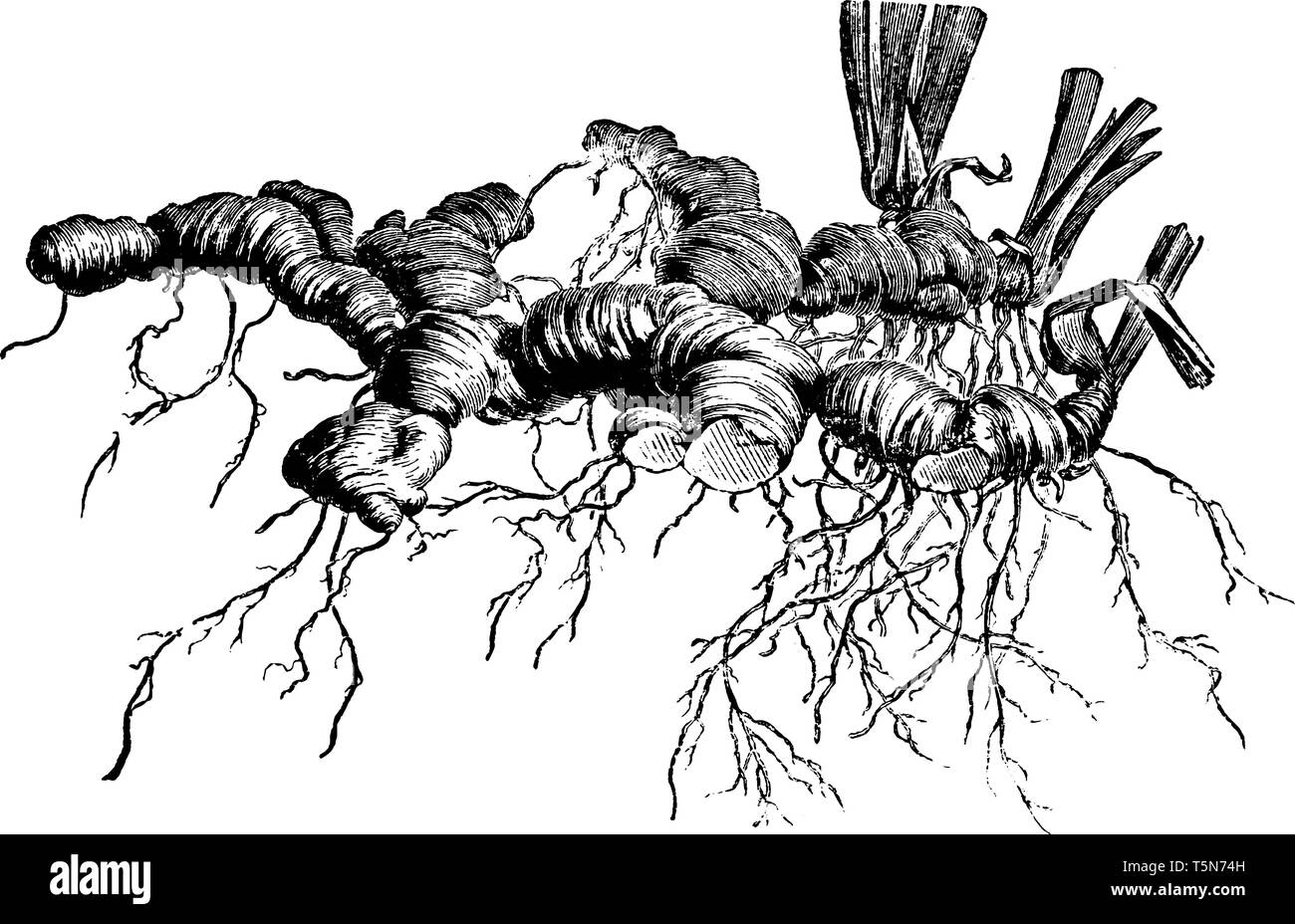 Dans cette photo, il est dit que les rhizomes de l'Iris allemand sur le haut du terrain. Les rhizomes ne doivent pas être recouverts de terre parce que dans Illustration de Vecteur