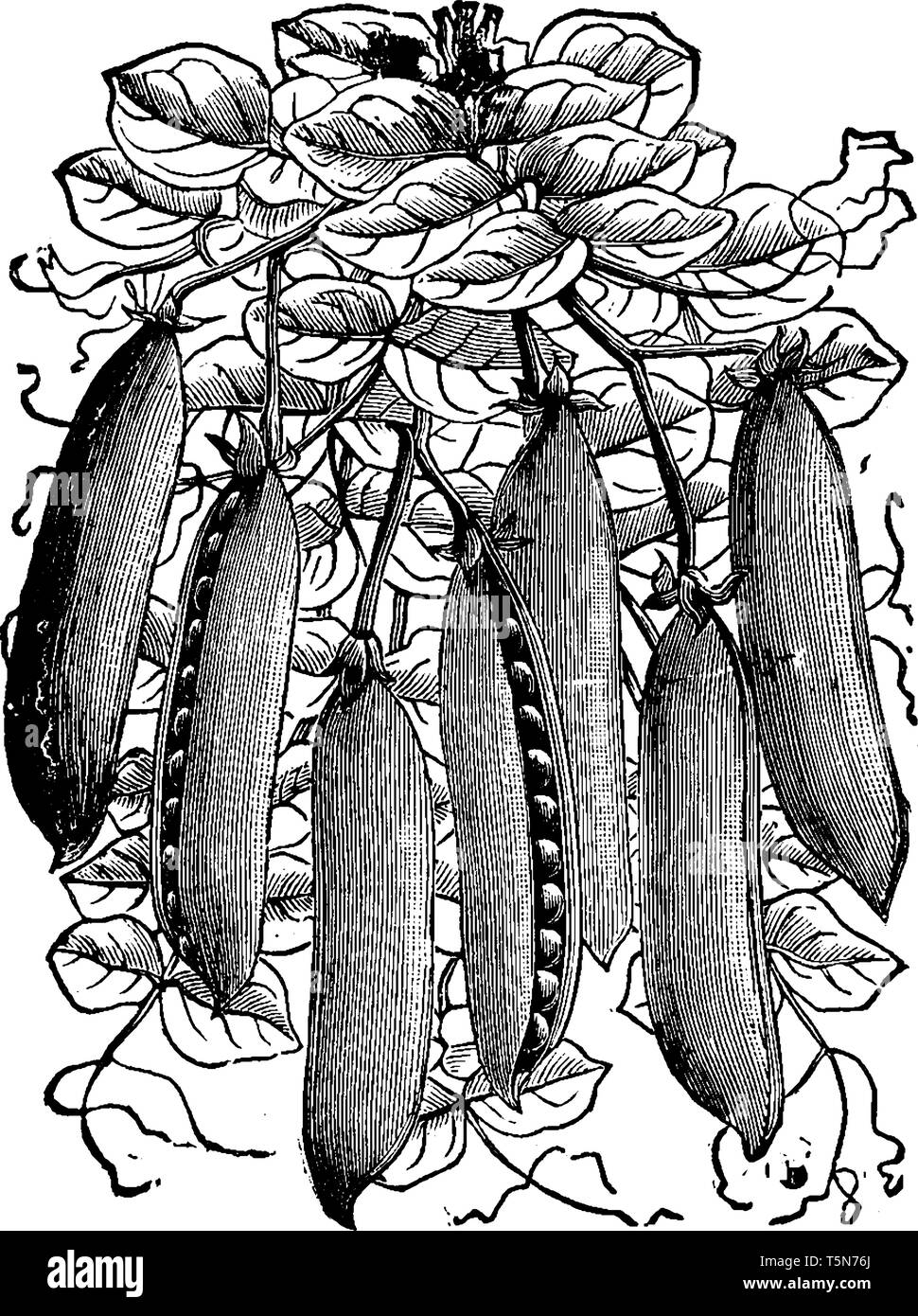 C'est un genre de pois que couvert de gousses et les gousses ont des saveurs plus sucrées, vintage dessin ou gravure illustration. Illustration de Vecteur