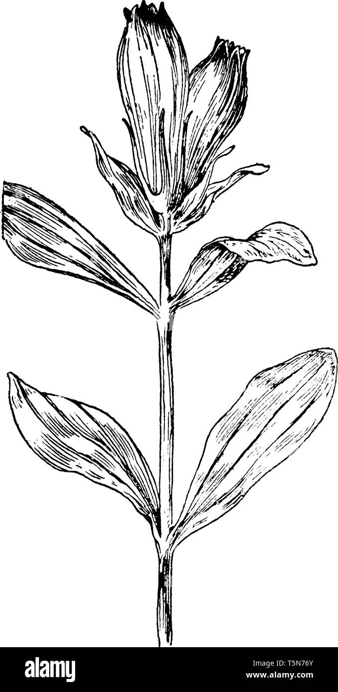 Une photo montrant la gentiane est rayée, communément appelé Gentiana Villosa. C'est une herbacée vivace. Les feuilles sont vert foncé et brillant. Illustration de Vecteur