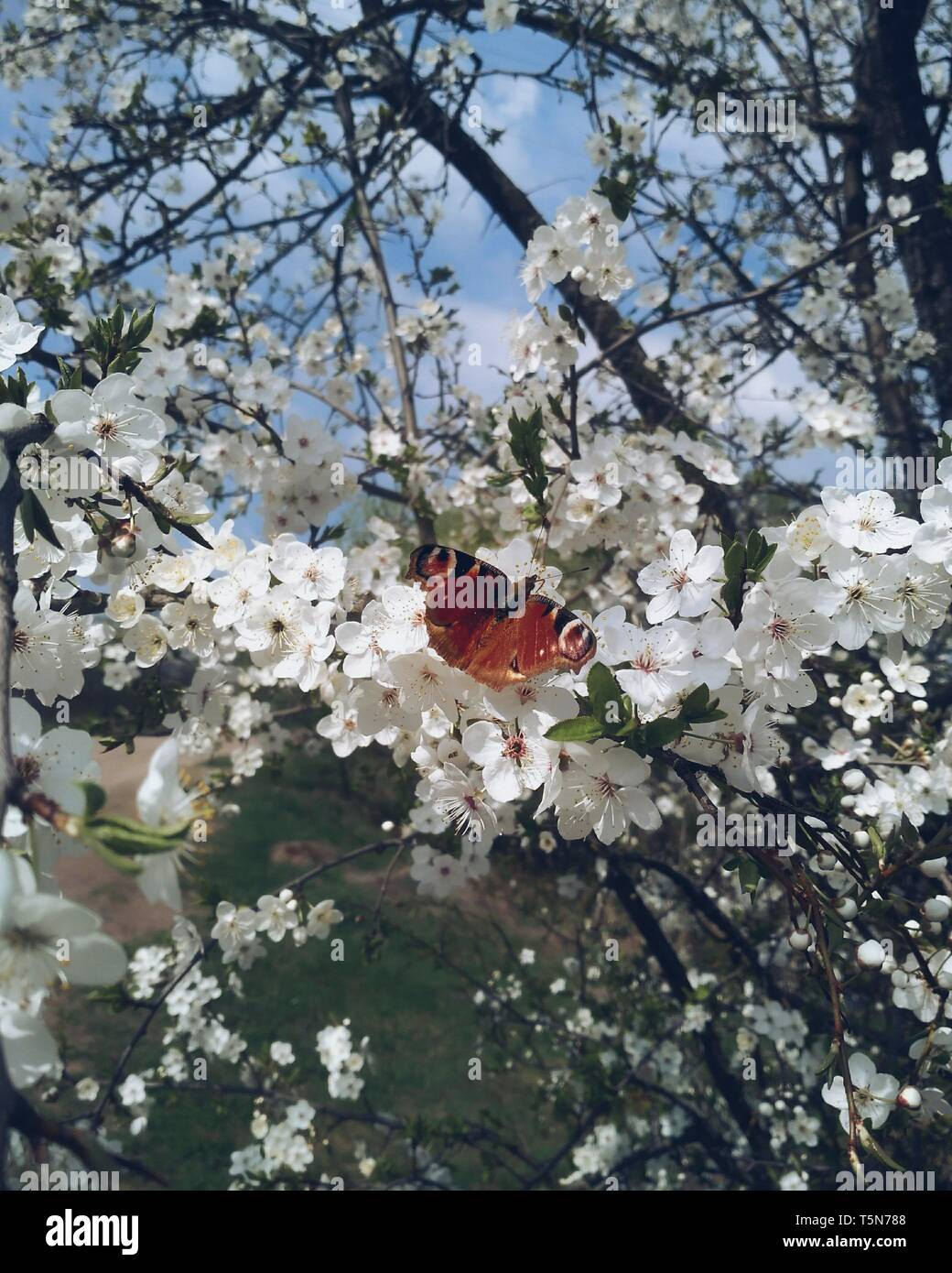 Butterfly sitting sur le Apple Blossom tree in spring journée ensoleillée Banque D'Images