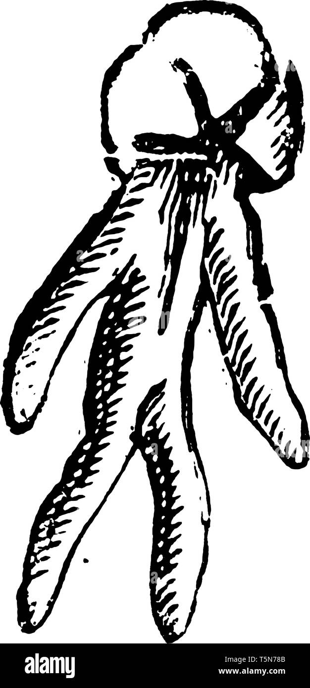 Cette photo ressemble à un homme marche, la partie inférieure a été développé à partir d'un tubercule, et il y a un pétale comme tête d'homme, vintage ou engravin dessin de ligne Illustration de Vecteur