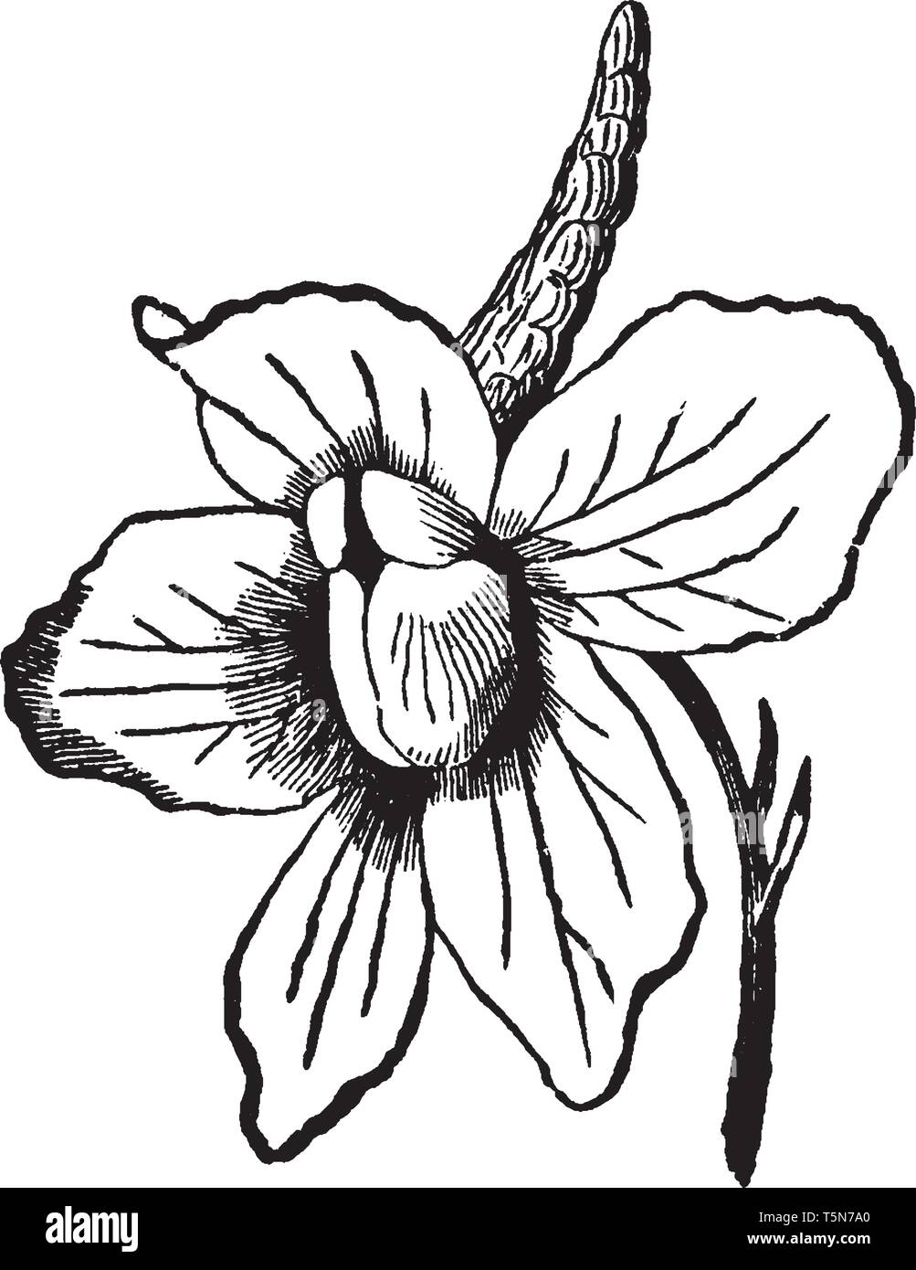 C'est la fleur d'usine Larkspur. Les fleurs sont de forme irrégulière et s'épanouissent dans un regroupement vertical, le long de l'extrémité supérieure de la plante s' Illustration de Vecteur