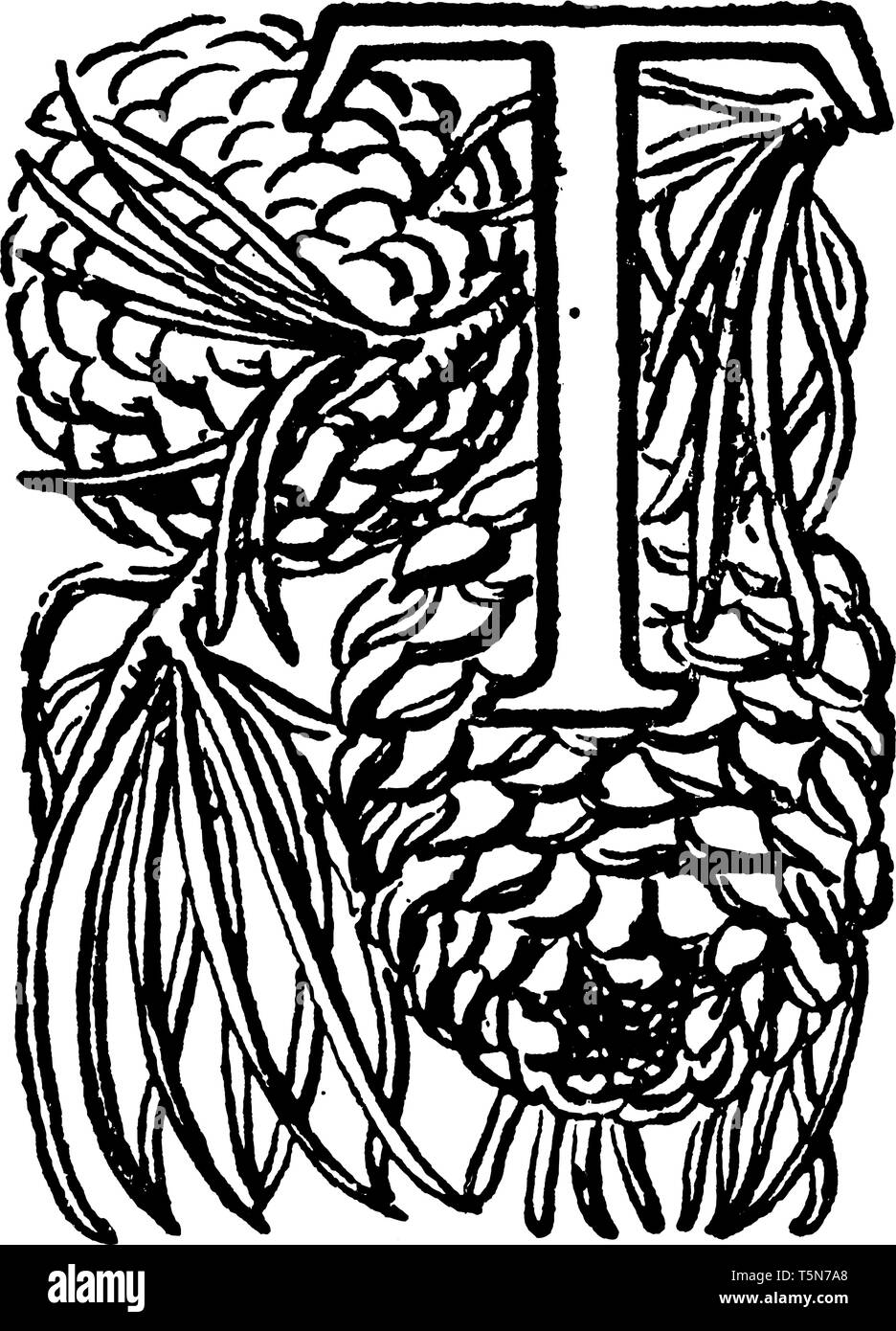 Une lettre majuscule T décoratif avec des feuilles et des pommes de pin, vintage dessin ou gravure illustration Illustration de Vecteur