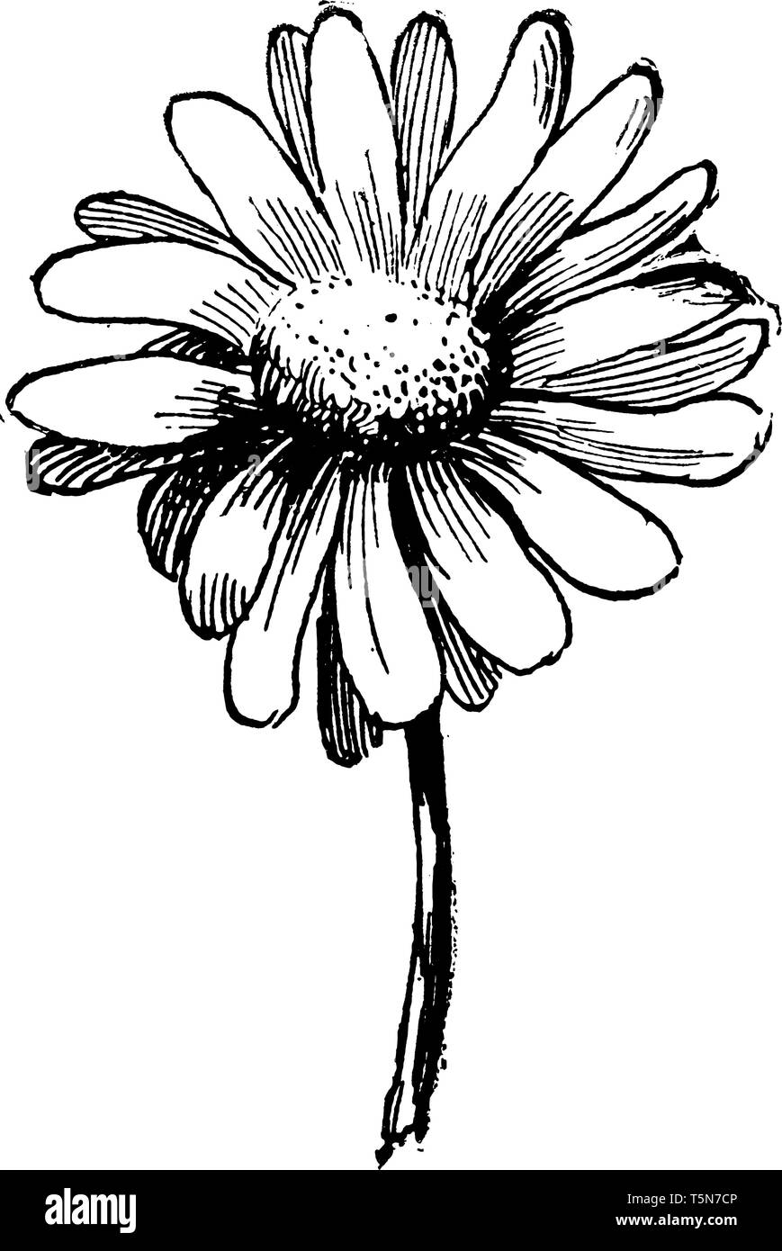 Une photo est montrant Daisy. Il est originaire de la Nouvelle-Zélande. Ces fleurs sont blanches et les pétales sont rectangulaires, vintage dessin ou gravure de mauvais Illustration de Vecteur