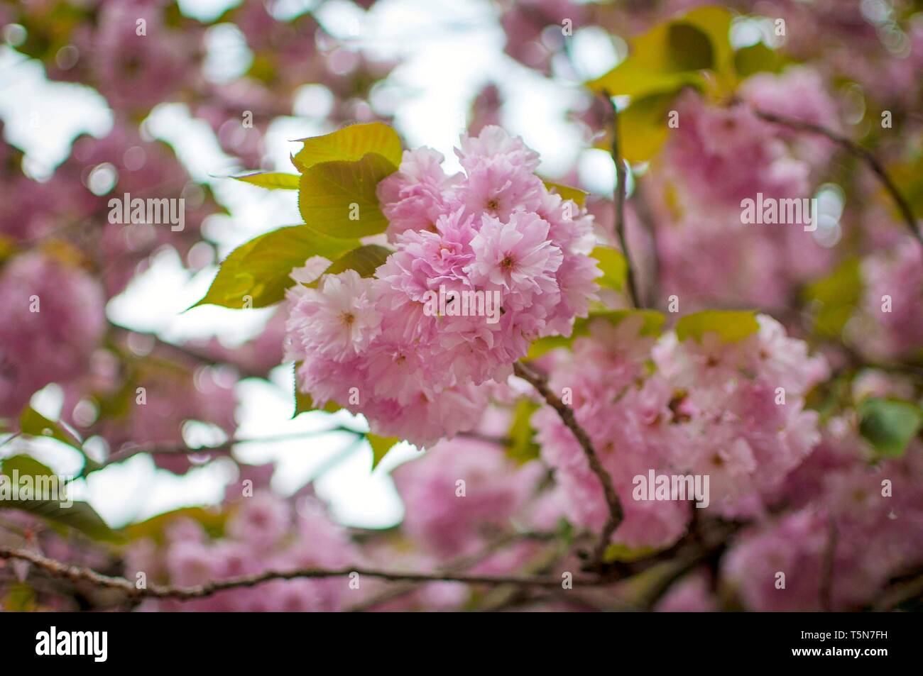 Sakura rose flower fleur dans la saison du printemps. Fleur de cerisier avec soft focus, Focus sur le centre de la grappe de fleurs. Banque D'Images