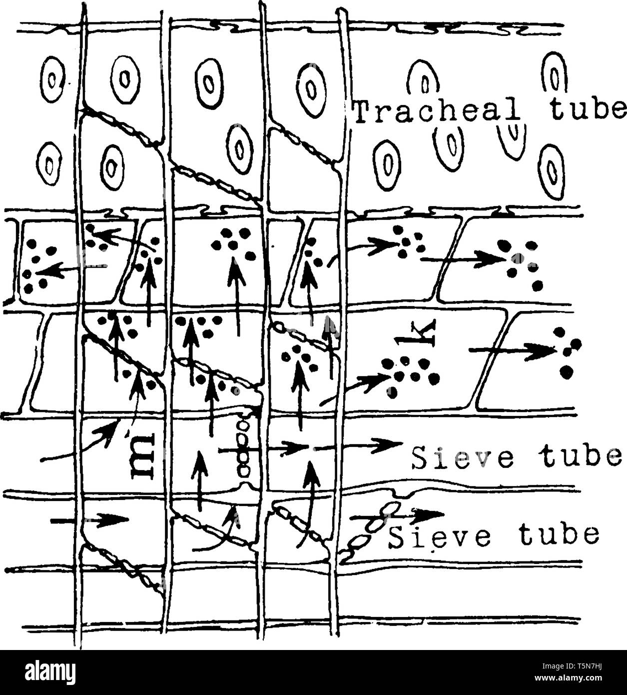 Un schéma pour montrer les aliments des feuilles qui descendent à travers les tubes criblés et qui sont stockés dans les cellules du rayon médullaire et l'parenchym Illustration de Vecteur