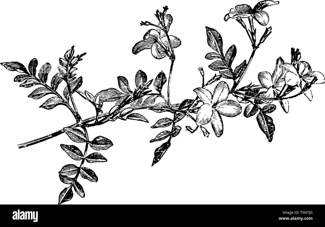 La photo est d'une pulvérisation de floraison des fleurs Jasminum grandiflorum, sont rougeâtres en dessous et blanc et fleurissent au début de l'été au début Illustration de Vecteur