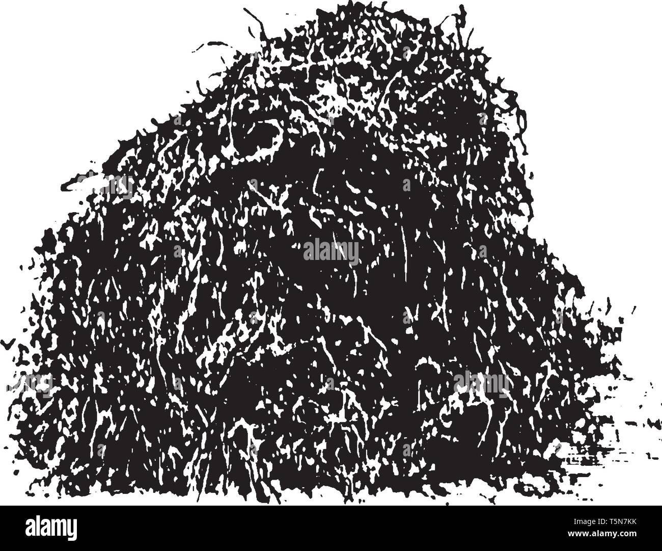 C'est image de pile de la luzerne. Ses feuilles sont échues allongées. Il a des grappes de petites fleurs violettes suivi d'une spirale de fruits en 2 à 3 Illustration de Vecteur