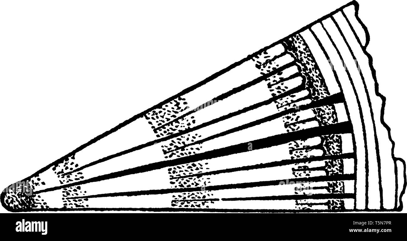Il y a des structures cellulaires des rayons médullaires, bois vintage dessin ou gravure illustration. Illustration de Vecteur