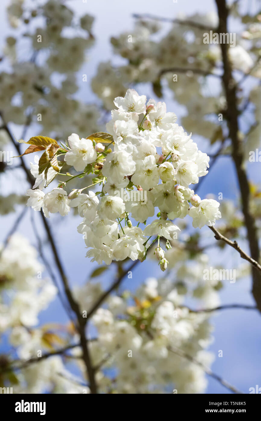 Prunus 'East' en fleurs au printemps. Banque D'Images