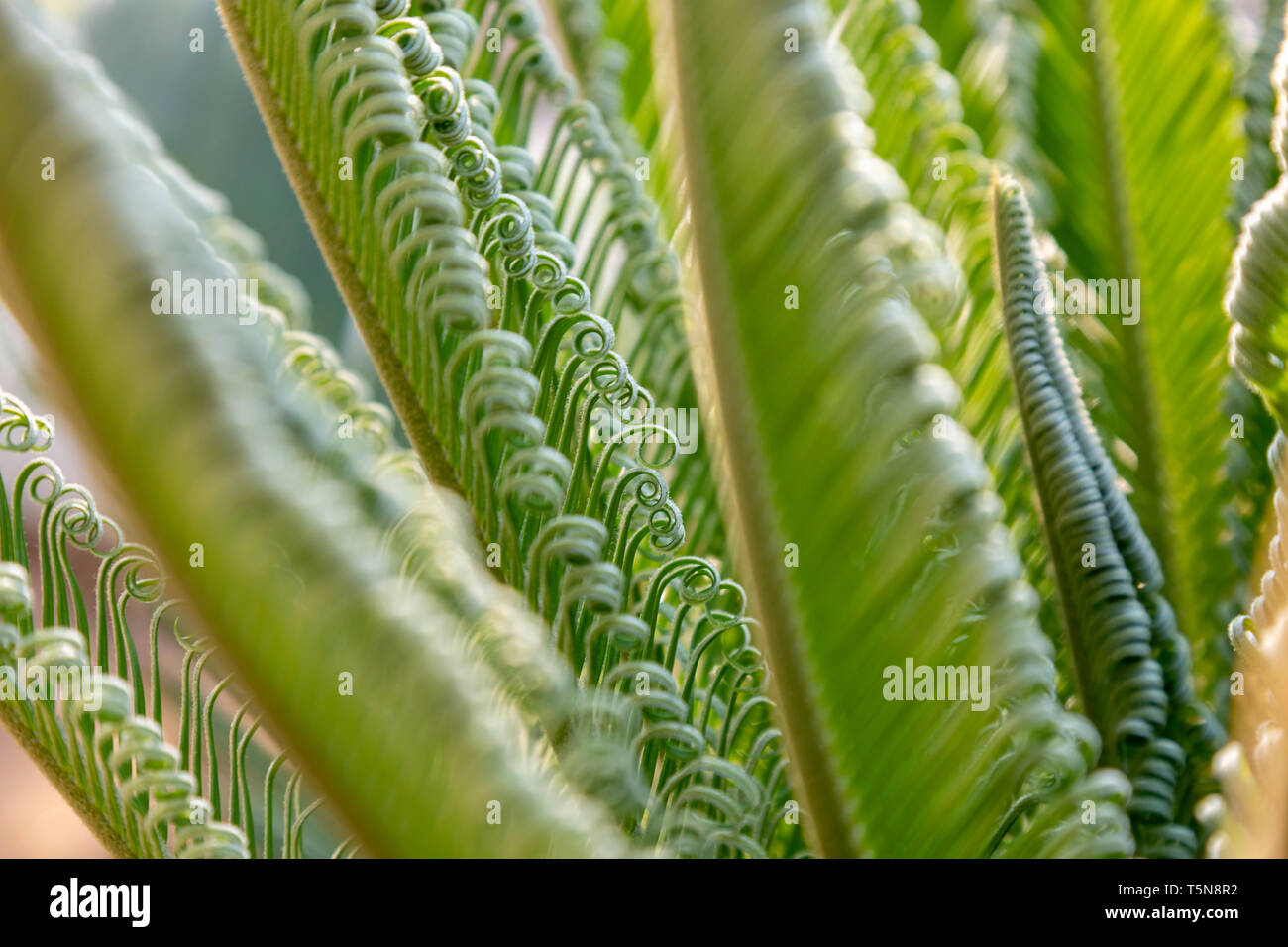 Close-up de feuilles de palmier d'un petit palmier en Grèce, les plantes populaires pour la décoration et la création de jardins exotiques. Banque D'Images Close-up de feuilles de palmier d'un petit palmier en Grèce, les plantes populaires pour la décoration et la création de jardins exotiques. Banque D'Images
