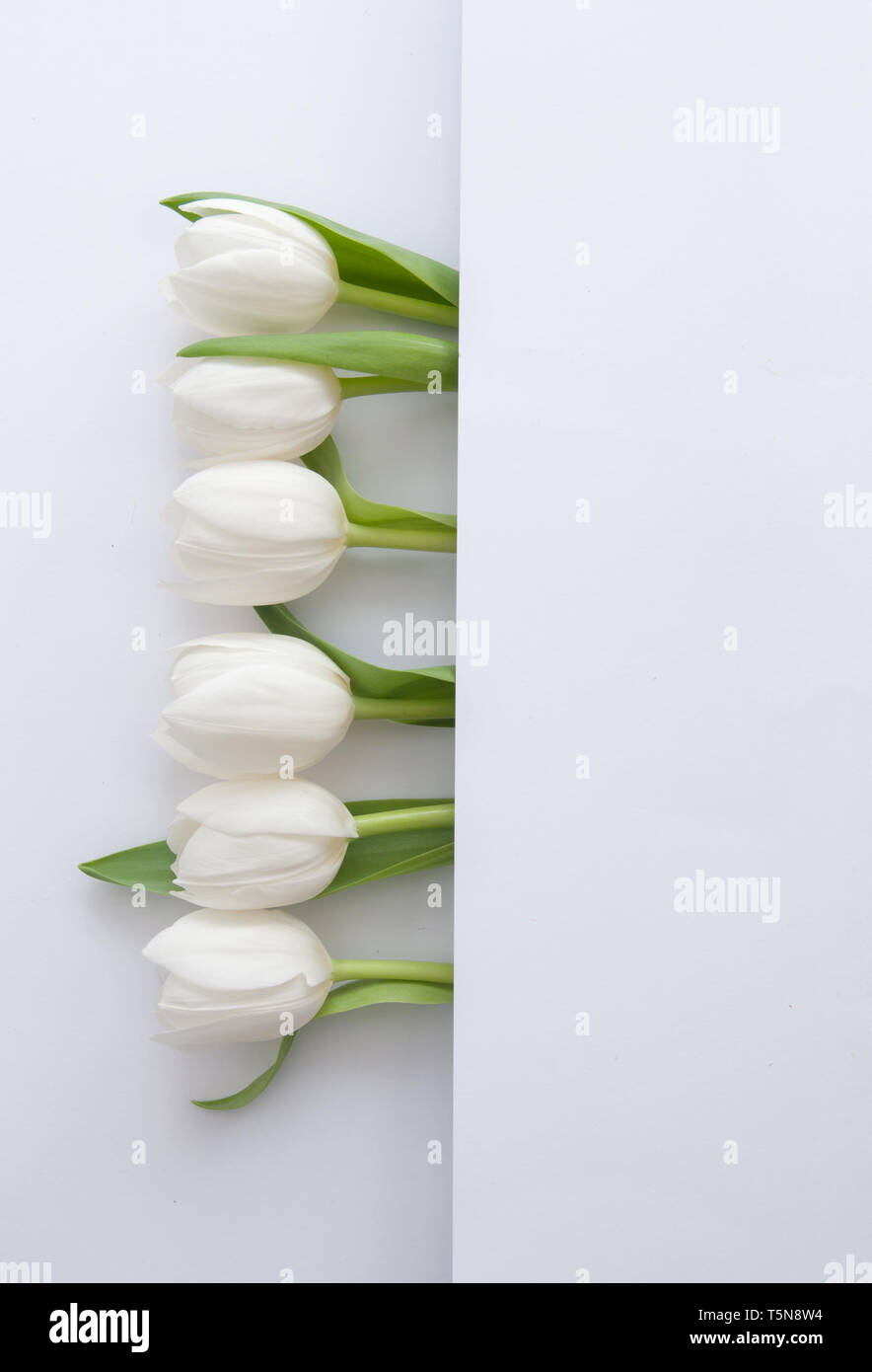 Tulipes blanches à l'intérieur d'un pli de papier Banque D'Images