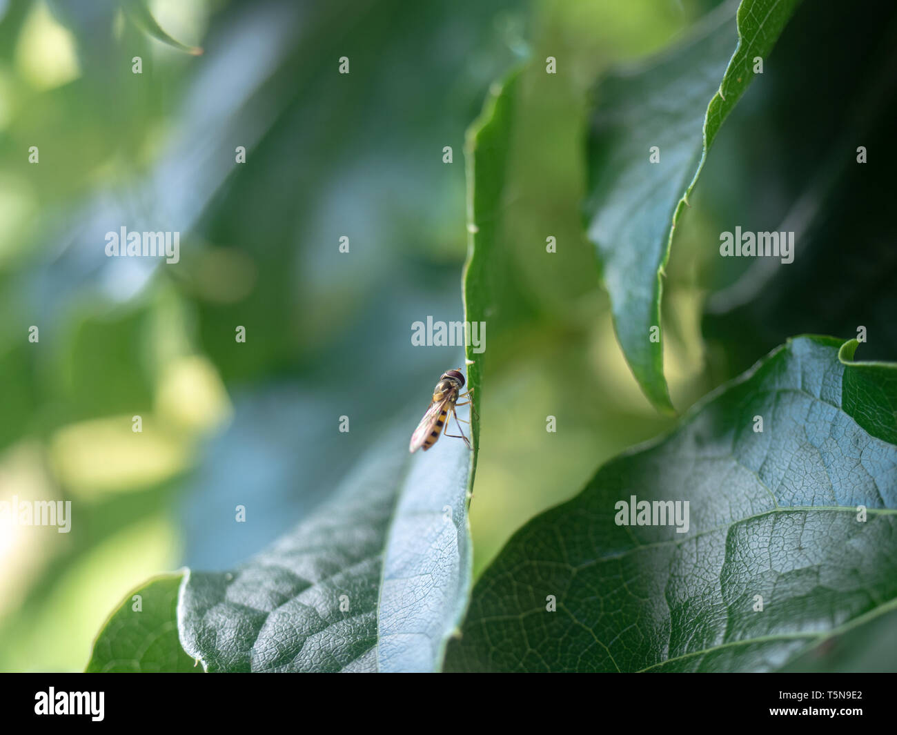 Episyrphus balteatus - hoverfly marmelade sur une feuille verte Banque D'Images Episyrphus balteatus - hoverfly marmelade sur une feuille verte Banque D'Images