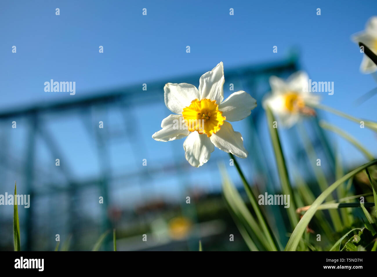 Image de rêve de jonquille fleur en pleine floraison. Banque D'Images