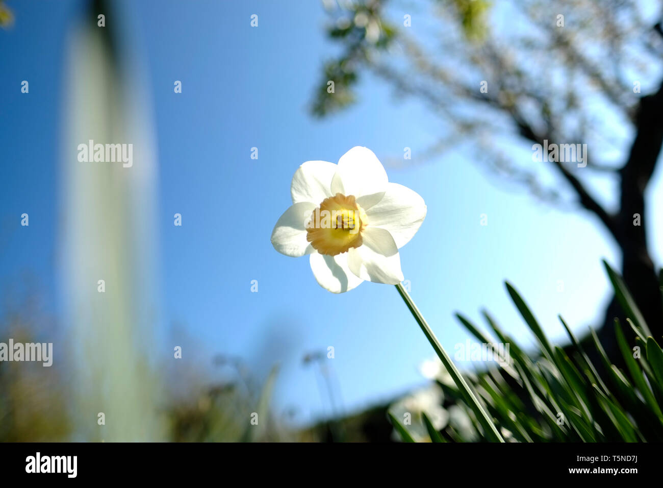 Image de rêve de jonquille fleur en pleine floraison. Banque D'Images