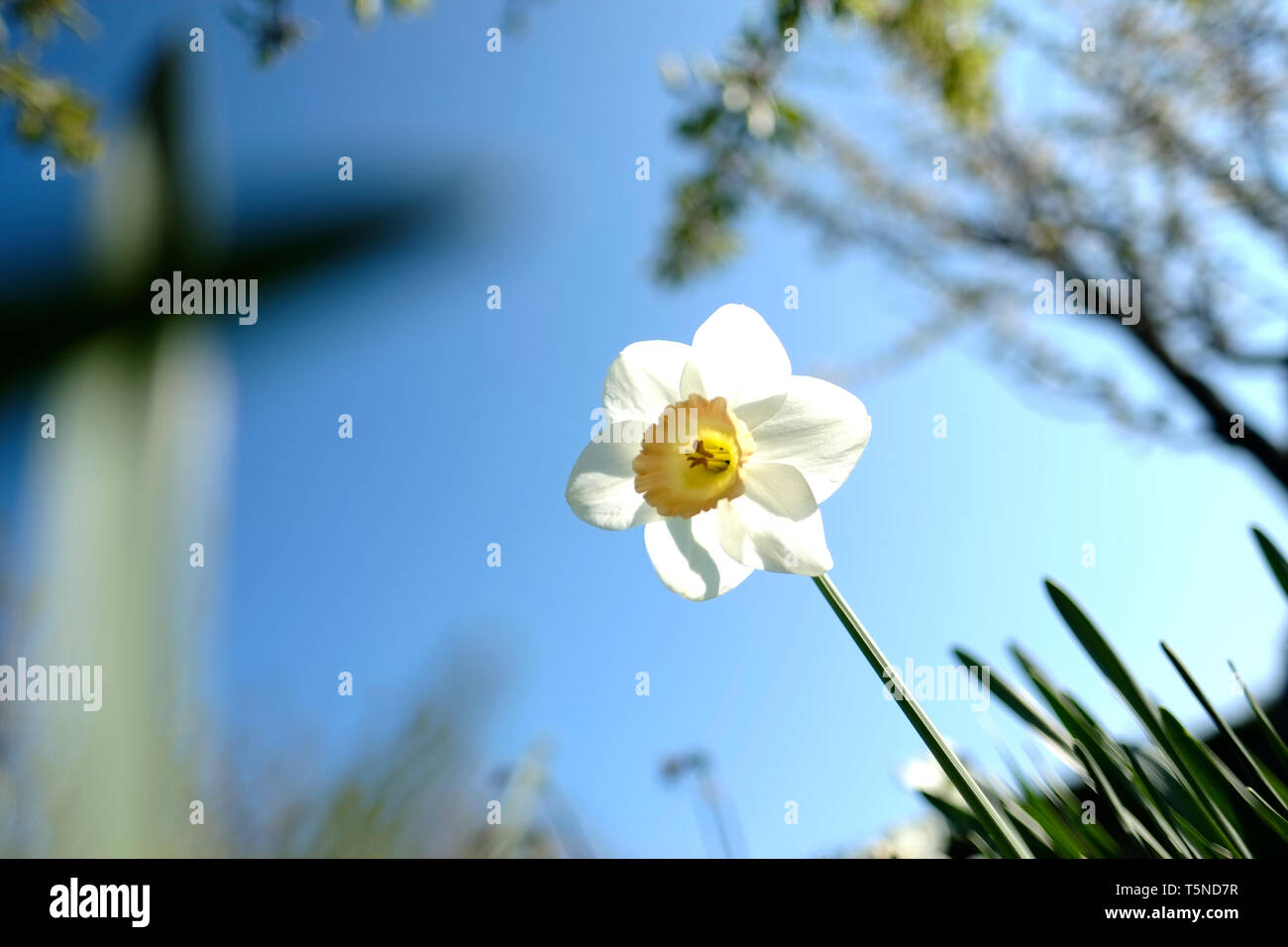 Image de rêve de jonquille fleur en pleine floraison. Banque D'Images