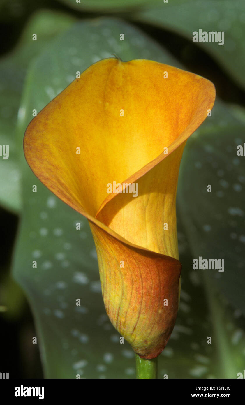 CALLA LILY ZANTEDESCHIA 'FLAME' Banque D'Images