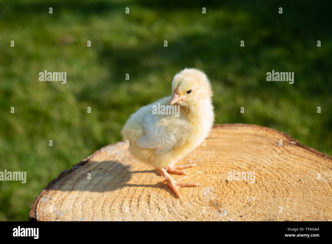 Petit Poussin dans séance de printemps sur le bois. Banque D'Images