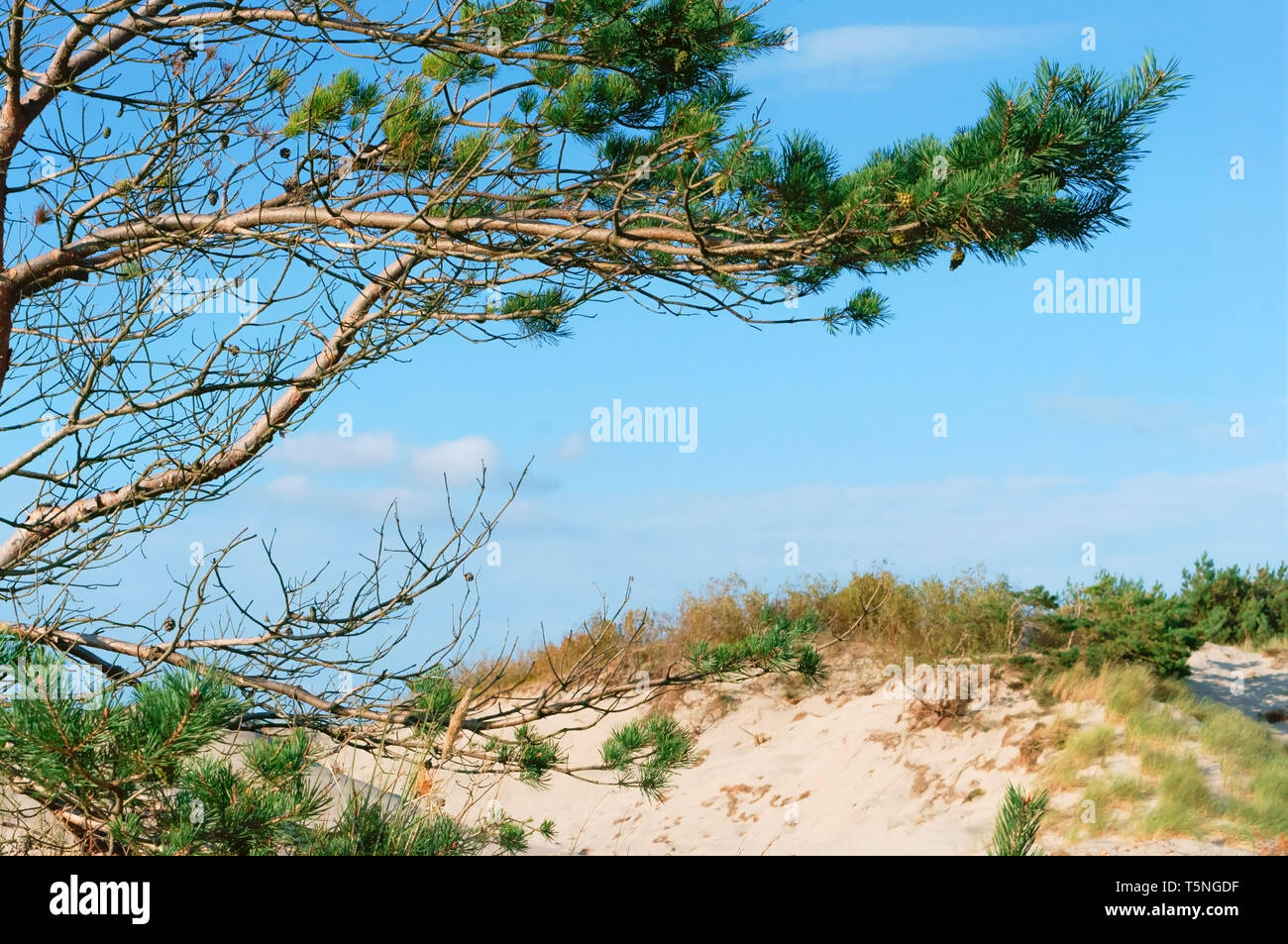 Direction générale de la dune de sable et de pins, forêt de pins sur la mer Banque D'Images
