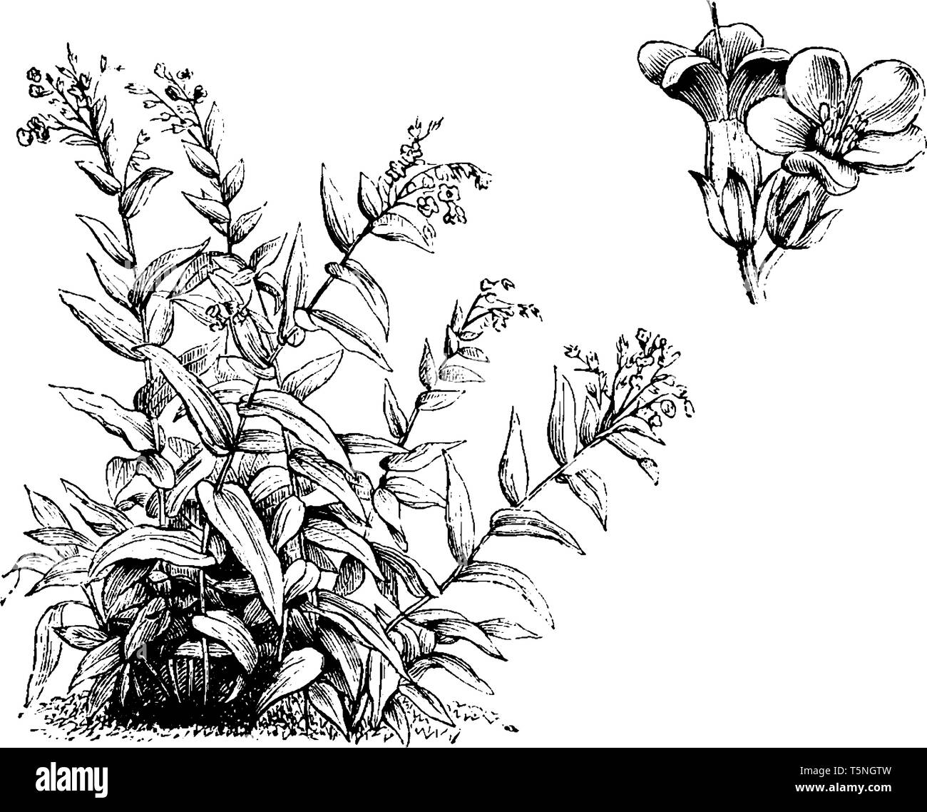 Il s'agit d'une plante de Lindelofia spectabilis. Ses fleurs sont de couleur rouge ou pourpre et les feuilles sont alternative sur tige, vintage ou dessin de ligne engrav Illustration de Vecteur