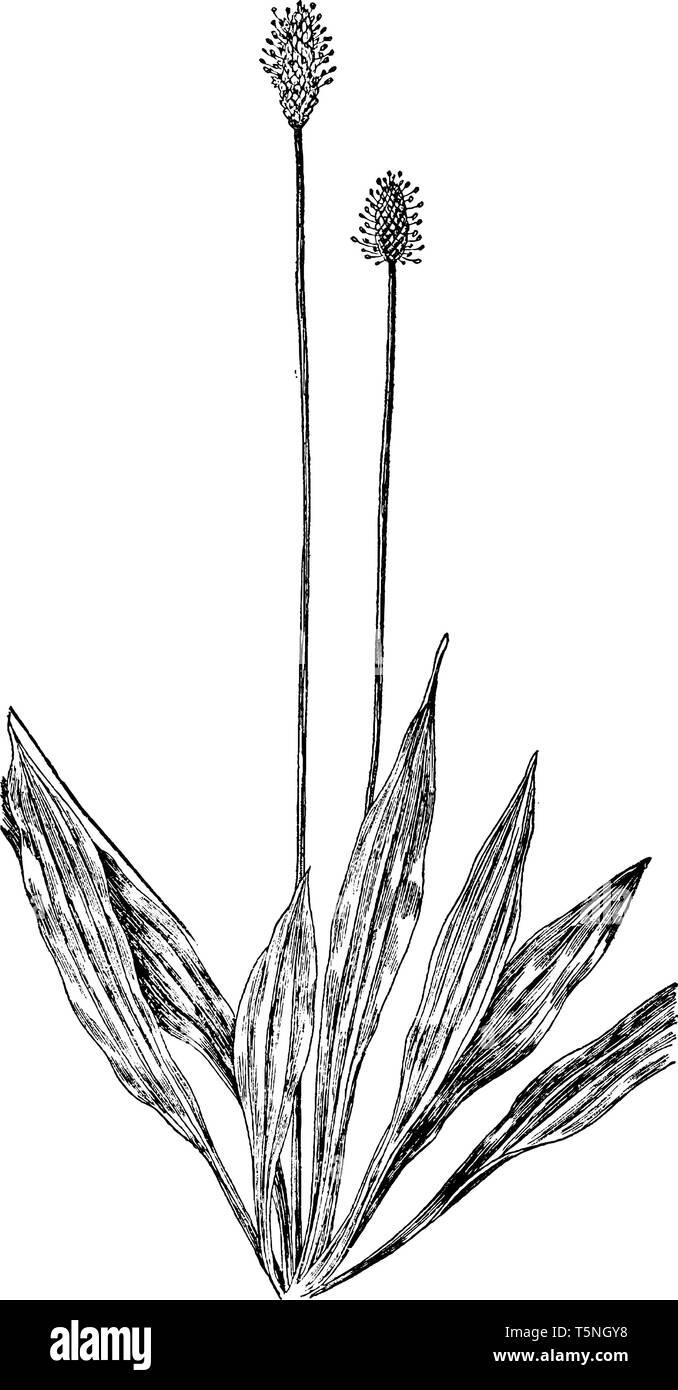 Plantain anglais est une espèce de plantes de la famille Plantaginaceae plantain, vintage dessin ou gravure illustration. Illustration de Vecteur