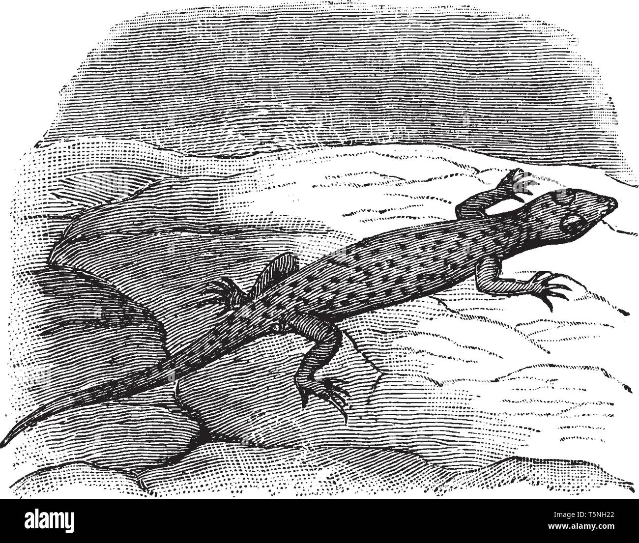 Gecko panachée est un petit gecko avec une mince modérément et bien, corps à motifs vintage dessin ou gravure illustration. Illustration de Vecteur