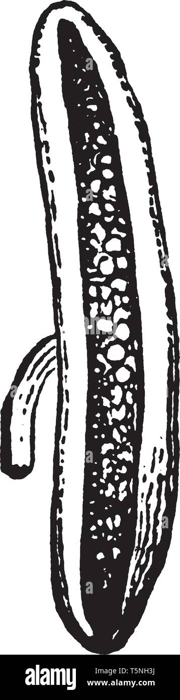 Une photo montrant des filaments très court qui porte une simple cellule d'anthères. Il est ouvert de haut en bas, montrant l'intérieur du pollen, la ligne vintage drawin Illustration de Vecteur