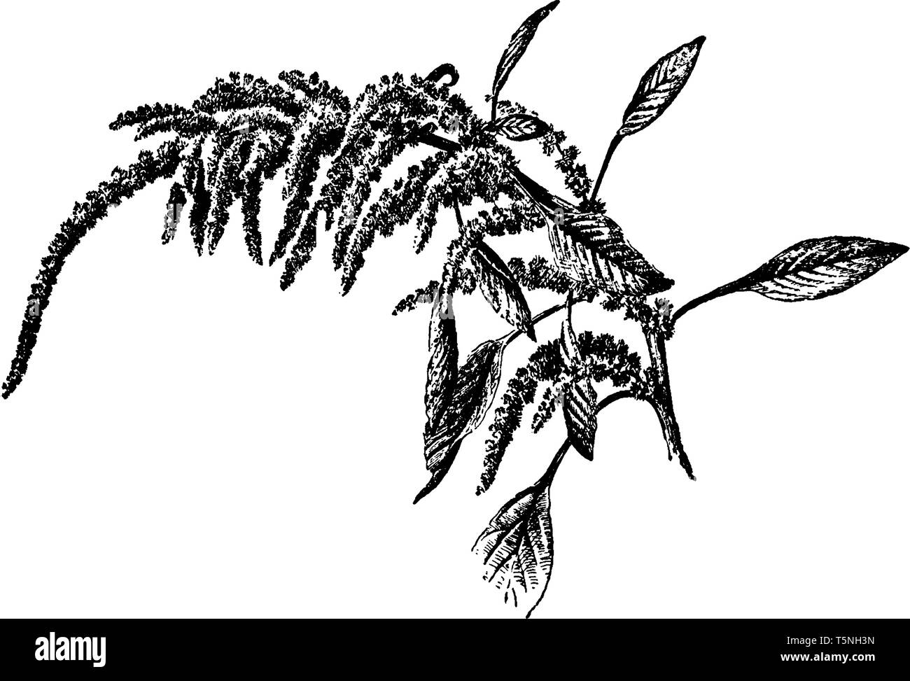 Photo montre Amaranthus caudatus Plantes. Fleur est une couleur rose foncé qui se bloque dans les pointes tombantes. De nombreuses parties sont comestibles, sont fréquemment utilisés comme si Illustration de Vecteur