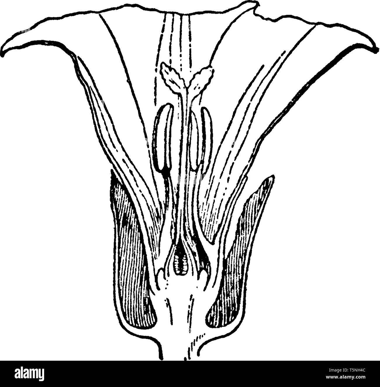 L'image est Calystegia sepium. Dans cette image Il n'y a vous montrer, la stigmatisation de l'anthère, ovule et Calystegia sepium pétale de fleur, vintage ou dessin de ligne Illustration de Vecteur