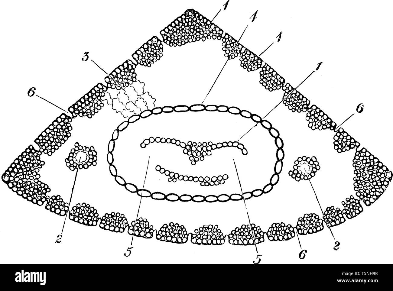 Cette image comme forme un triangle. Certains partie interne compte là, vintage dessin ou gravure illustration. Illustration de Vecteur