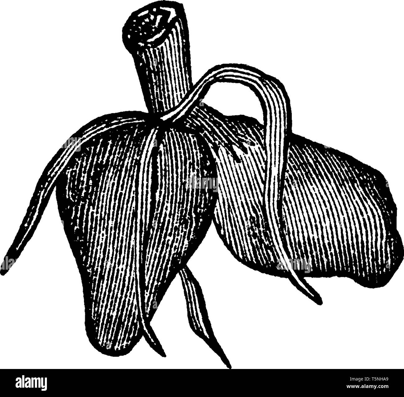 Cette photo montrant une didymous racine. Les racines sont épais et court. Les racines de la tige. La tige est arrondie, vintage dessin ou gravure Illustration de Vecteur