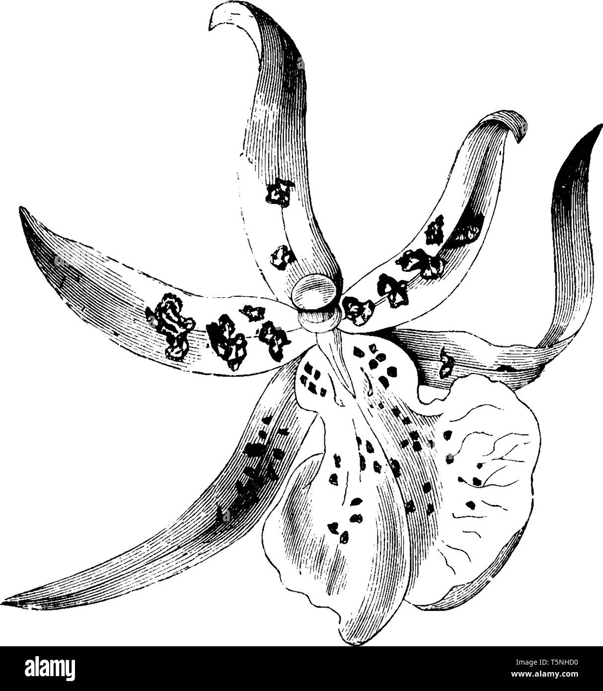 Le Brassia Maculata les pétales sont de couleur verte avec des taches de surface. Il structure comme une étoile de mer. Elle est largement répandue, vintage ou dessin de ligne engra Illustration de Vecteur